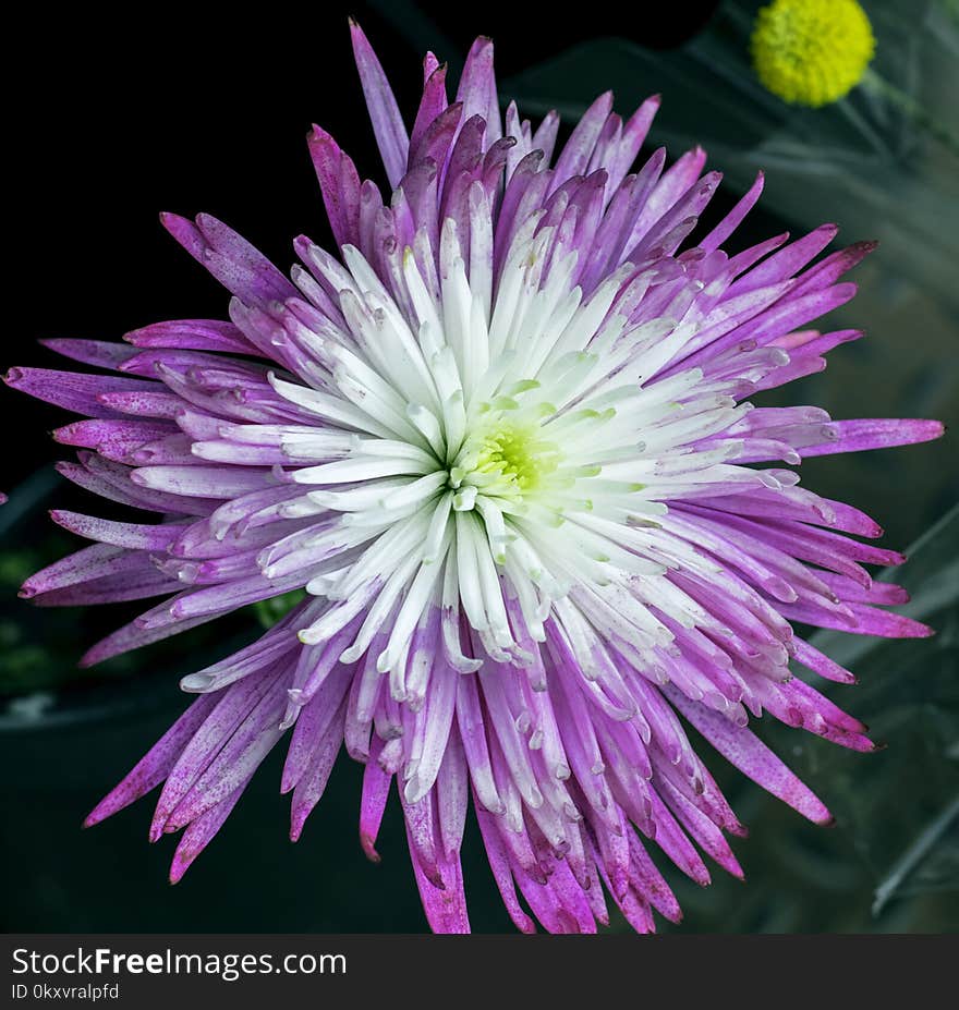 Flower, Purple, Flora, Plant