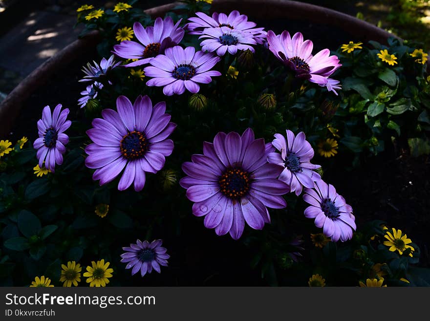 Flower, Plant, Purple, Flora