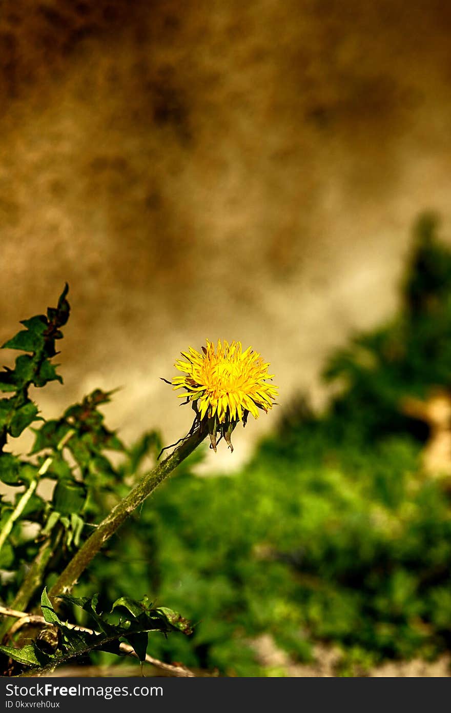 Flower, Yellow, Flora, Sky