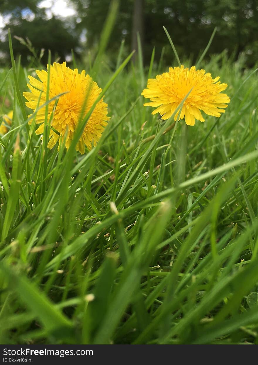 Flower, Dandelion, Grass, Golden Samphire