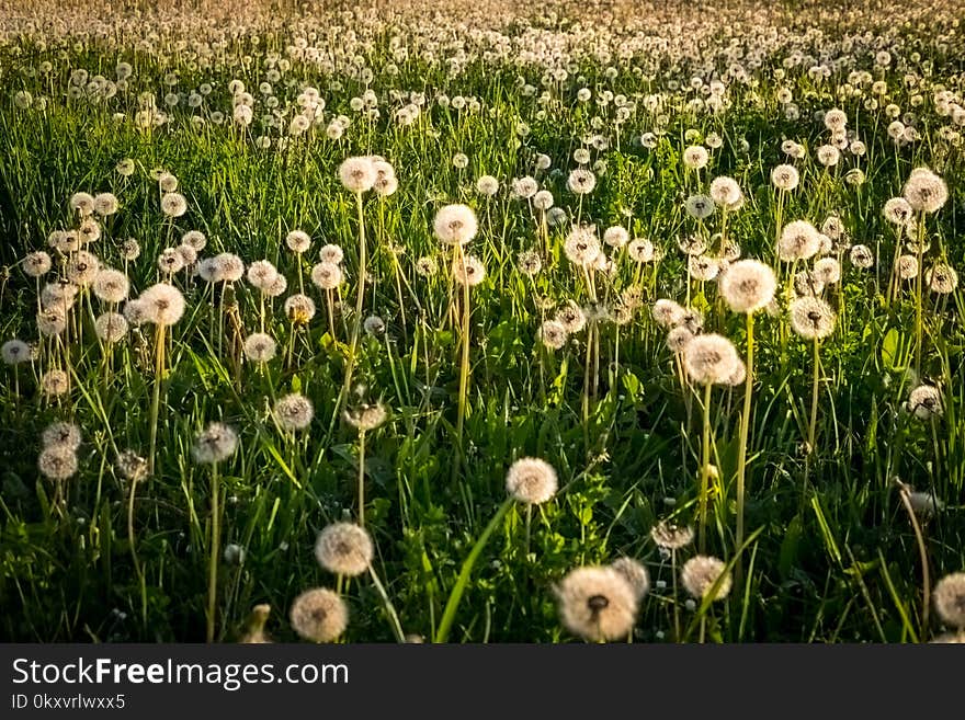 Flower, Field, Meadow, Ecosystem