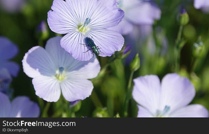 Flower, Blue, Flora, Wildflower