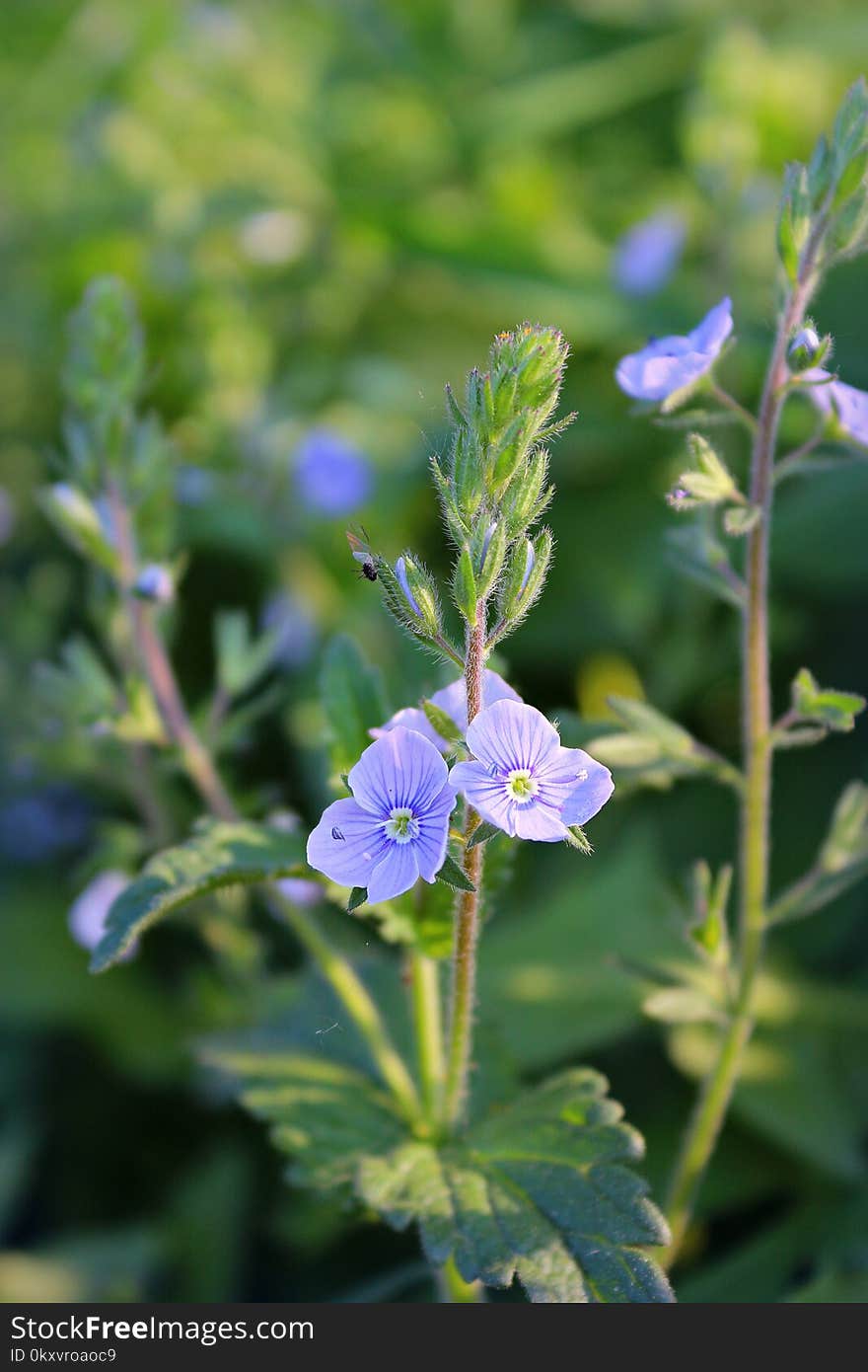 Plant, Flower, Flora, Geranium