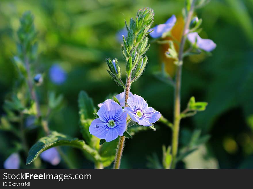 Flower, Plant, Flora, Flowering Plant