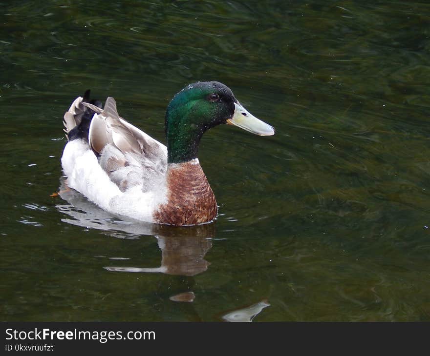 Duck, Bird, Mallard, Water Bird