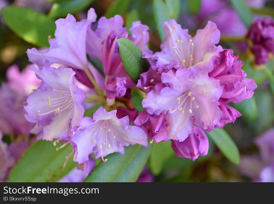 Flower, Plant, Woody Plant, Flowering Plant