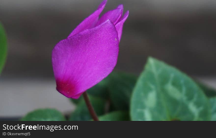 Flower, Plant, Flowering Plant, Flora