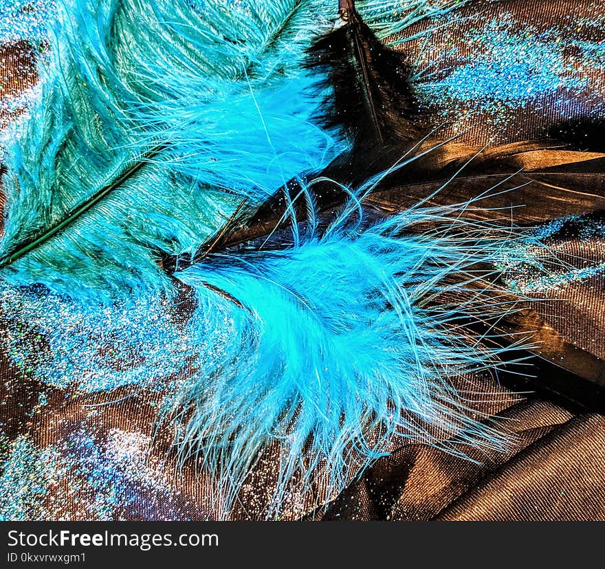 Blue, Feather, Water, Turquoise