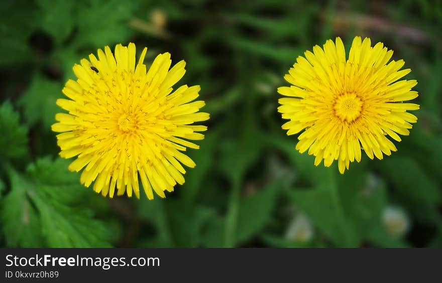 Flower, Dandelion, Sow Thistles, Flatweed