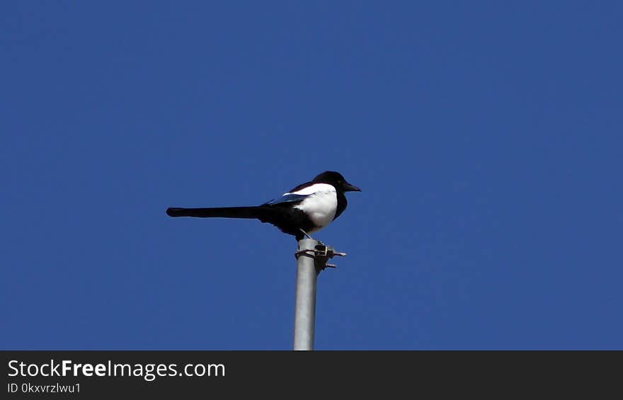 Bird, Sky, Beak, Crow Like Bird