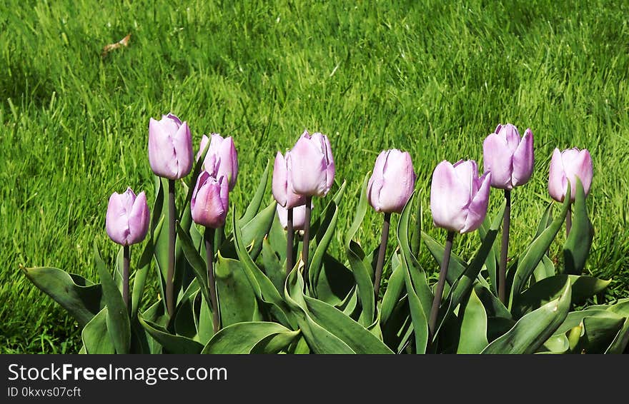 Flower, Plant, Tulip, Flowering Plant