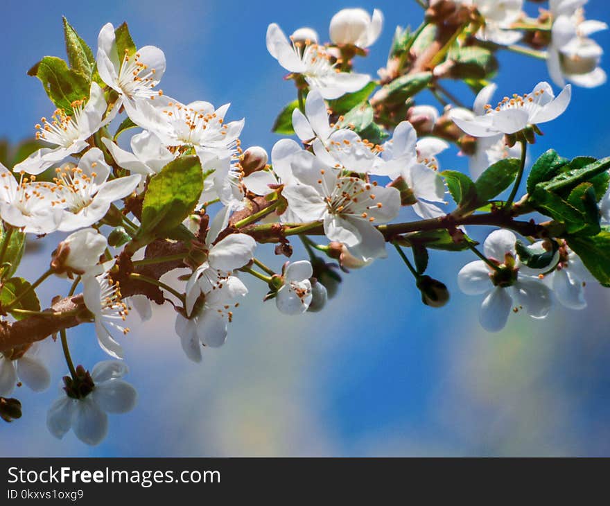 Blossom, Branch, Spring, Twig