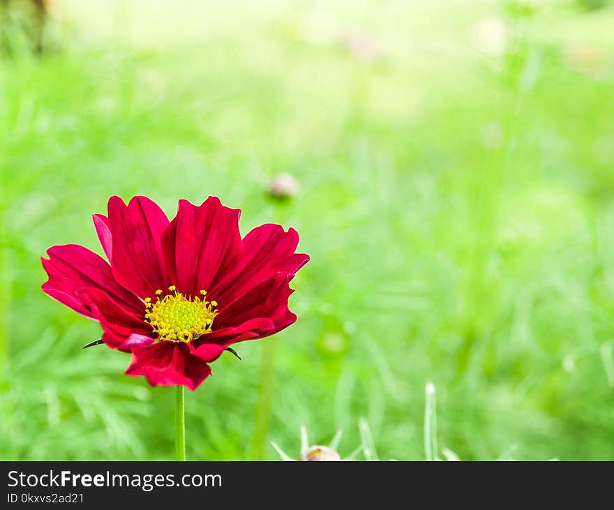 Flower, Garden Cosmos, Flora, Wildflower