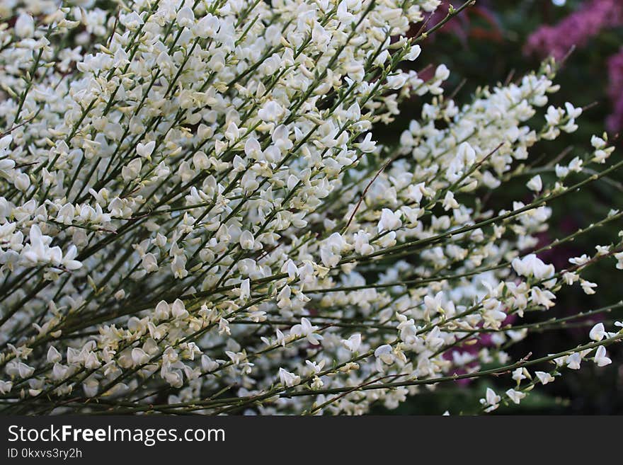 Plant, Flower, Spring, Flora