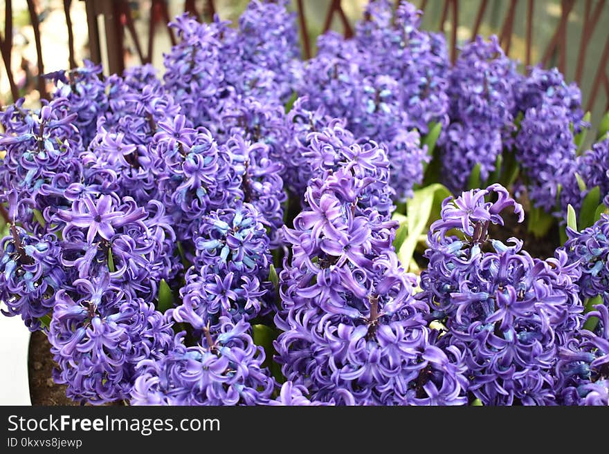 Plant, Flower, Flowering Plant, Purple