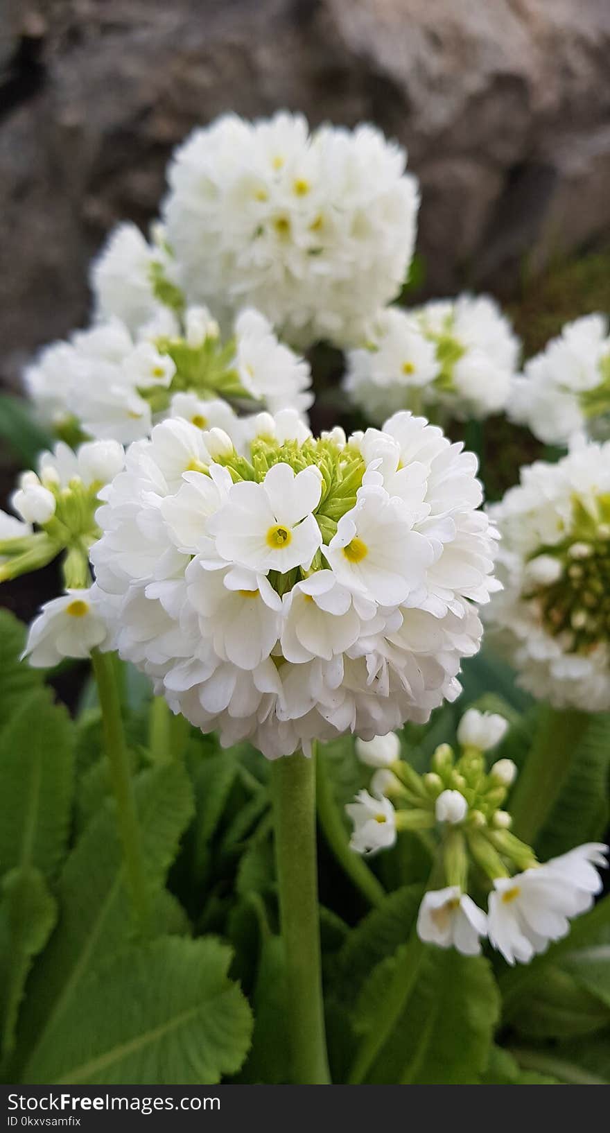 Flower, White, Plant, Primula