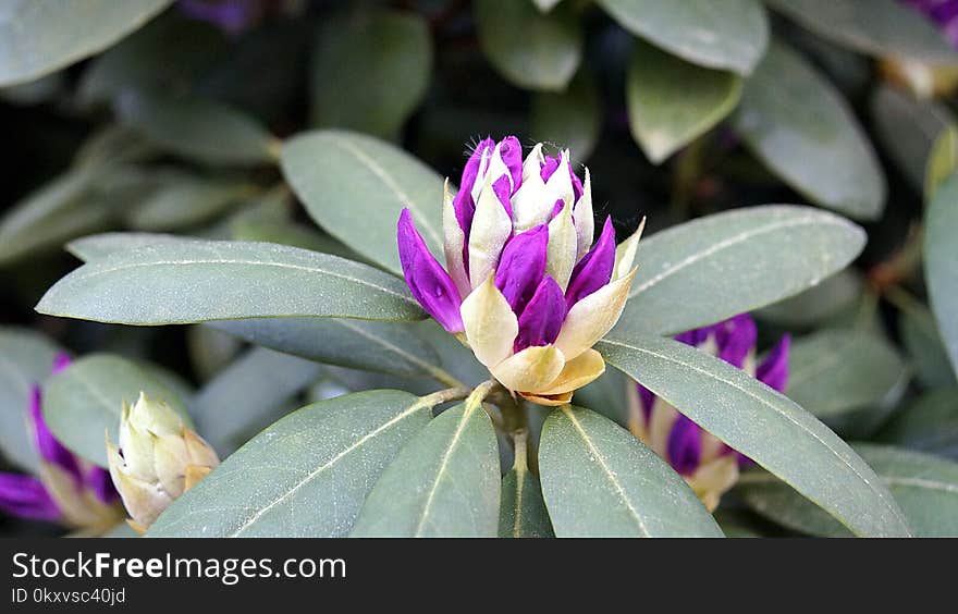 Plant, Flower, Flora, Purple