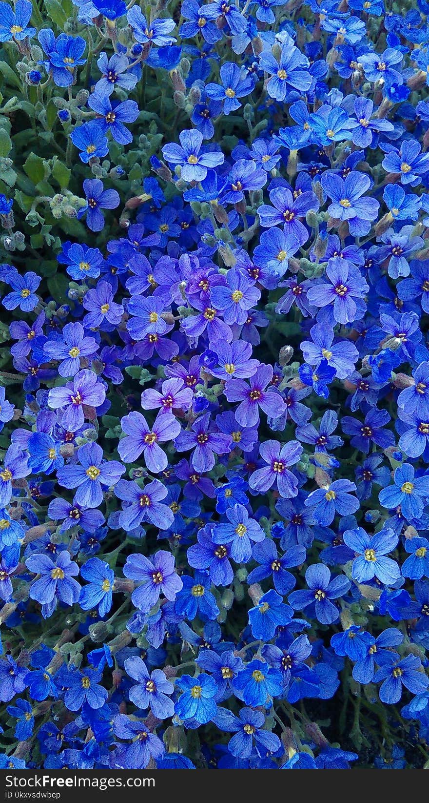 Blue, Flower, Plant, Aubretia