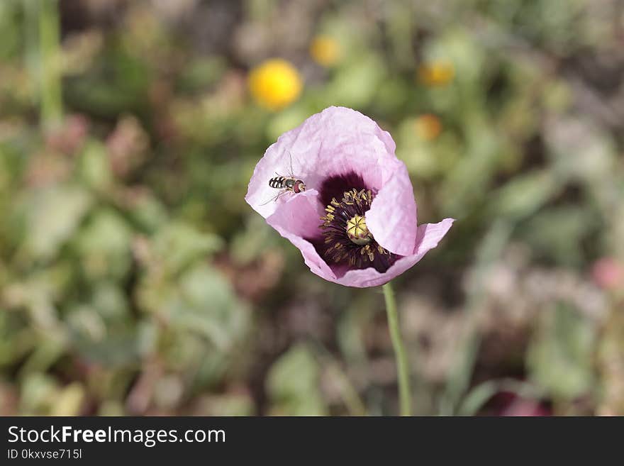 Flower, Flora, Wildflower, Spring