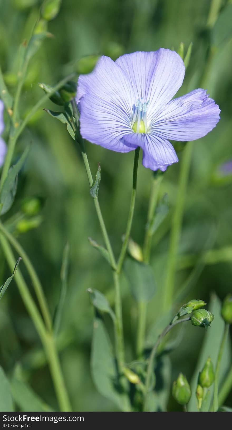 Flower, Plant, Flora, Bellflower Family