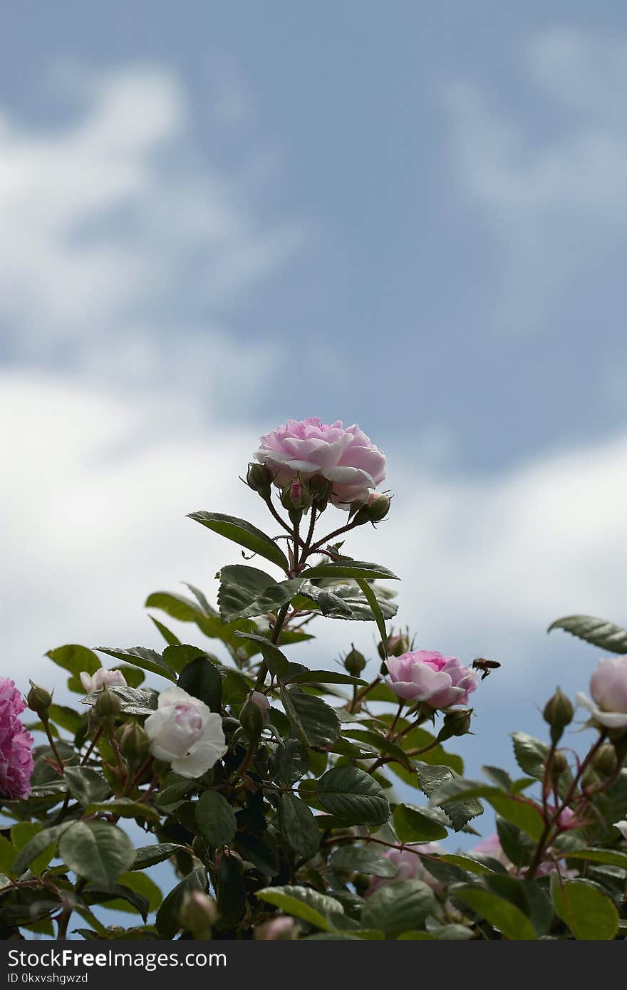 Sky, Flower, Plant, Pink