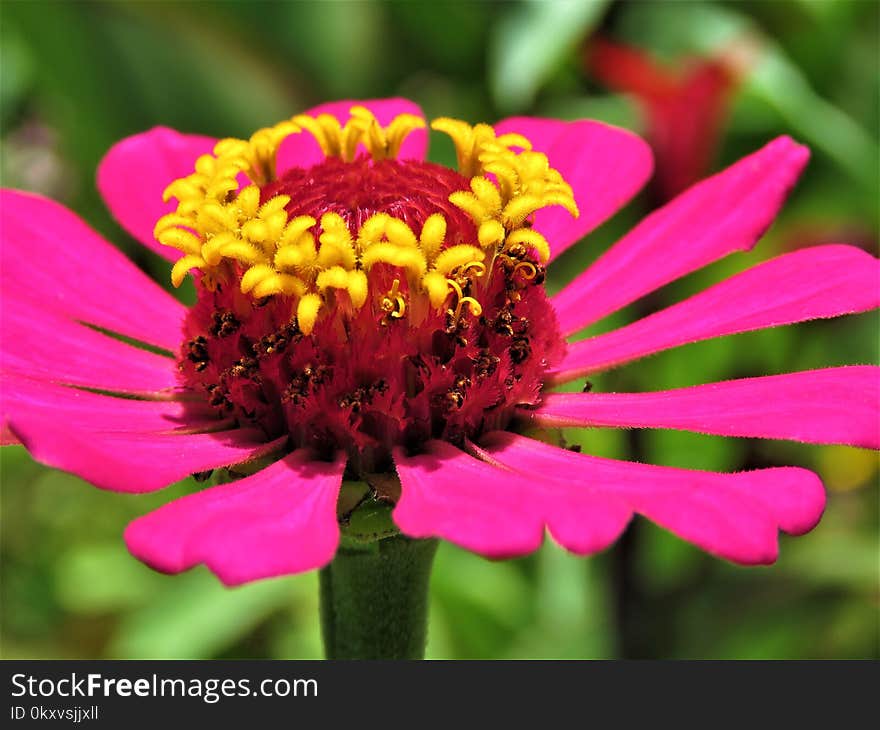 Flower, Flora, Petal, Close Up