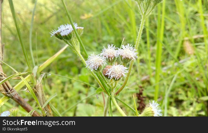 Flora, Plant, Flower, Grass