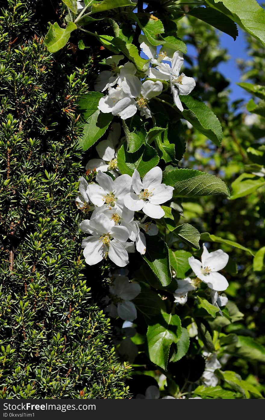 Plant, Flora, Flower, Flowering Plant