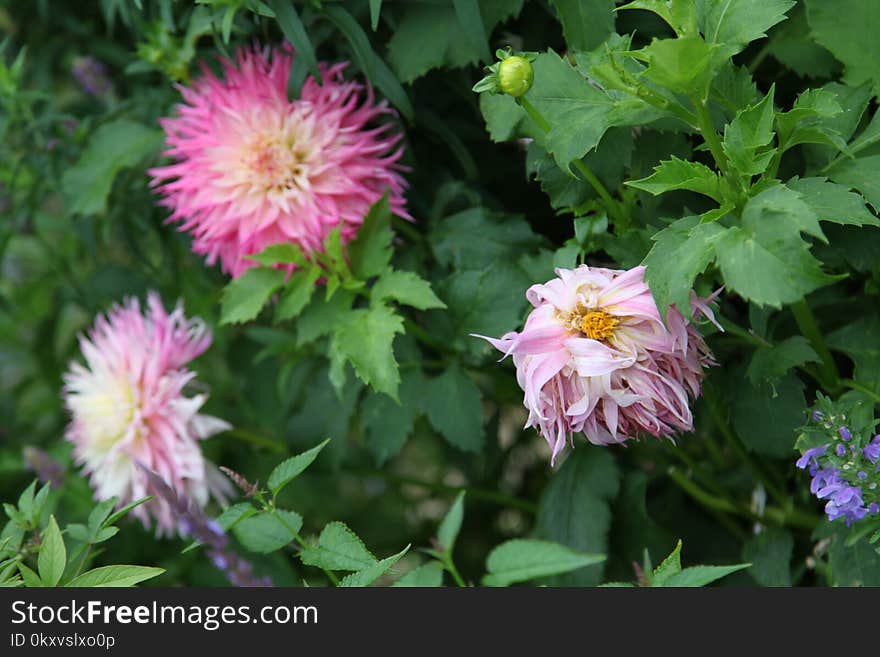 Flower, Plant, Annual Plant, Groundcover