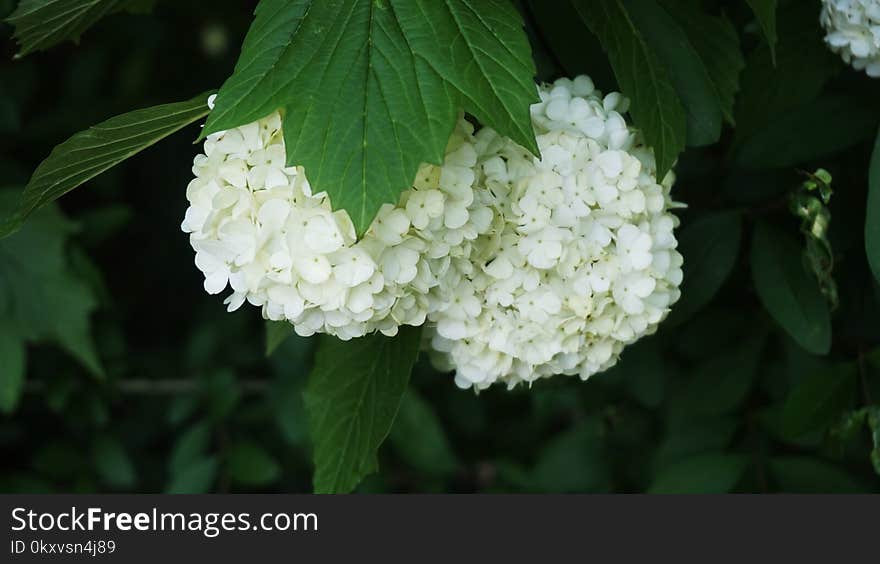 Flower, Viburnum, Nannyberry, Plant