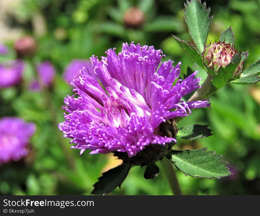 Flower, Purple, Plant, Flora