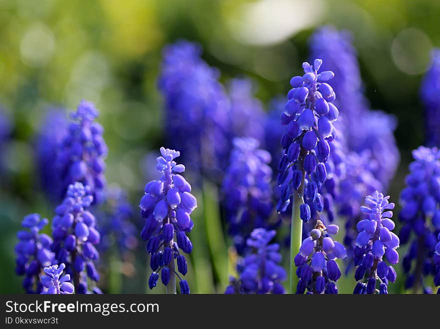 Blue, Flower, Plant, Purple