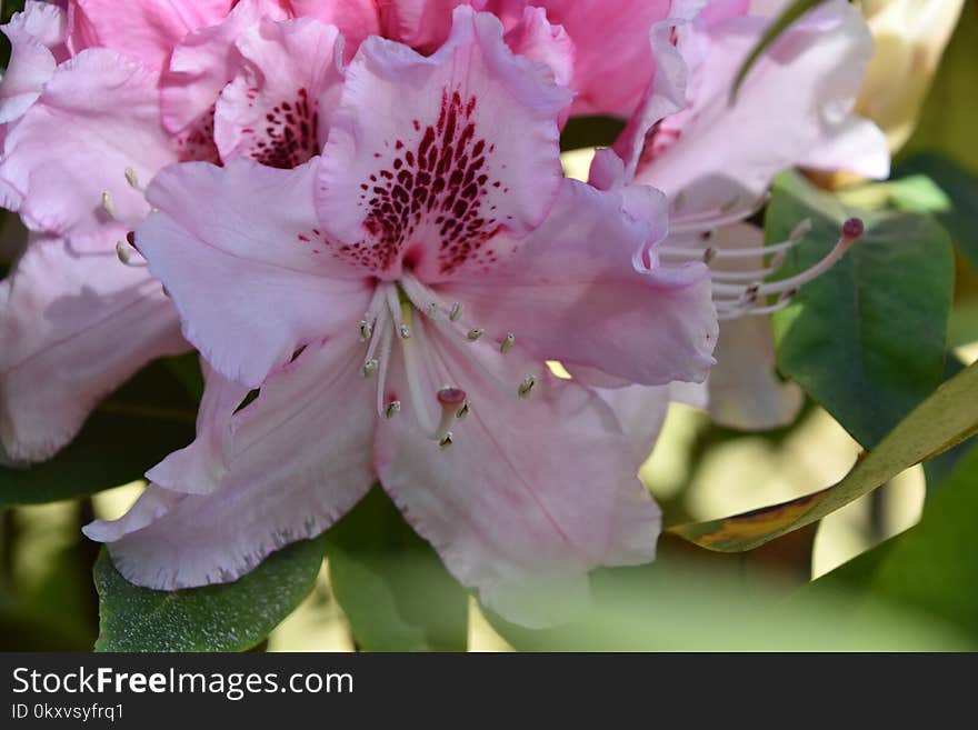 Flower, Woody Plant, Flowering Plant, Plant