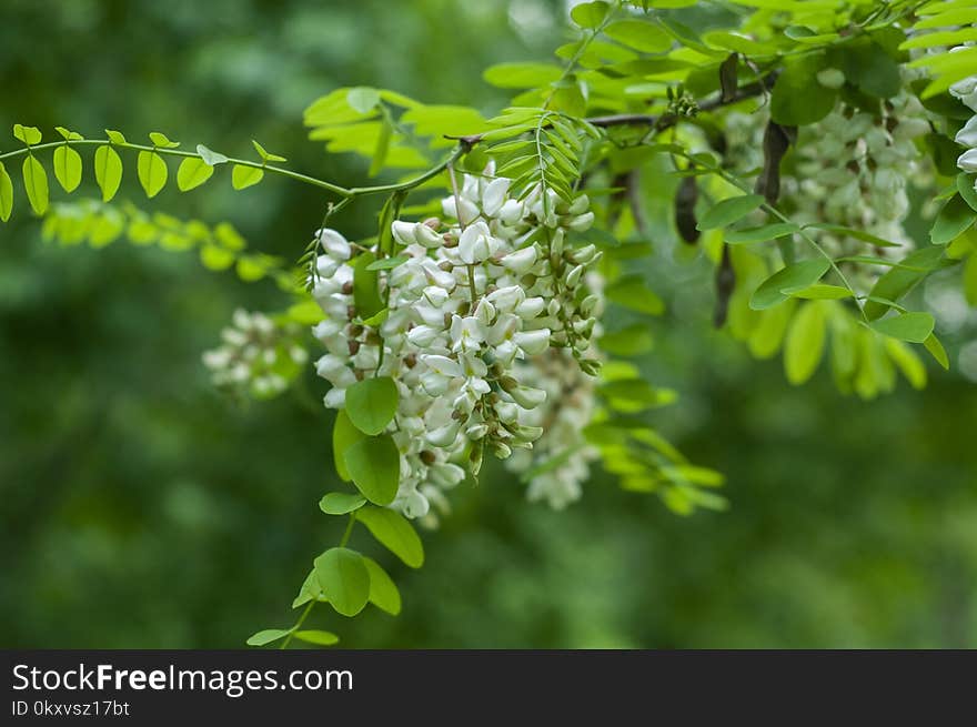 Plant, Branch, Tree, Shrub