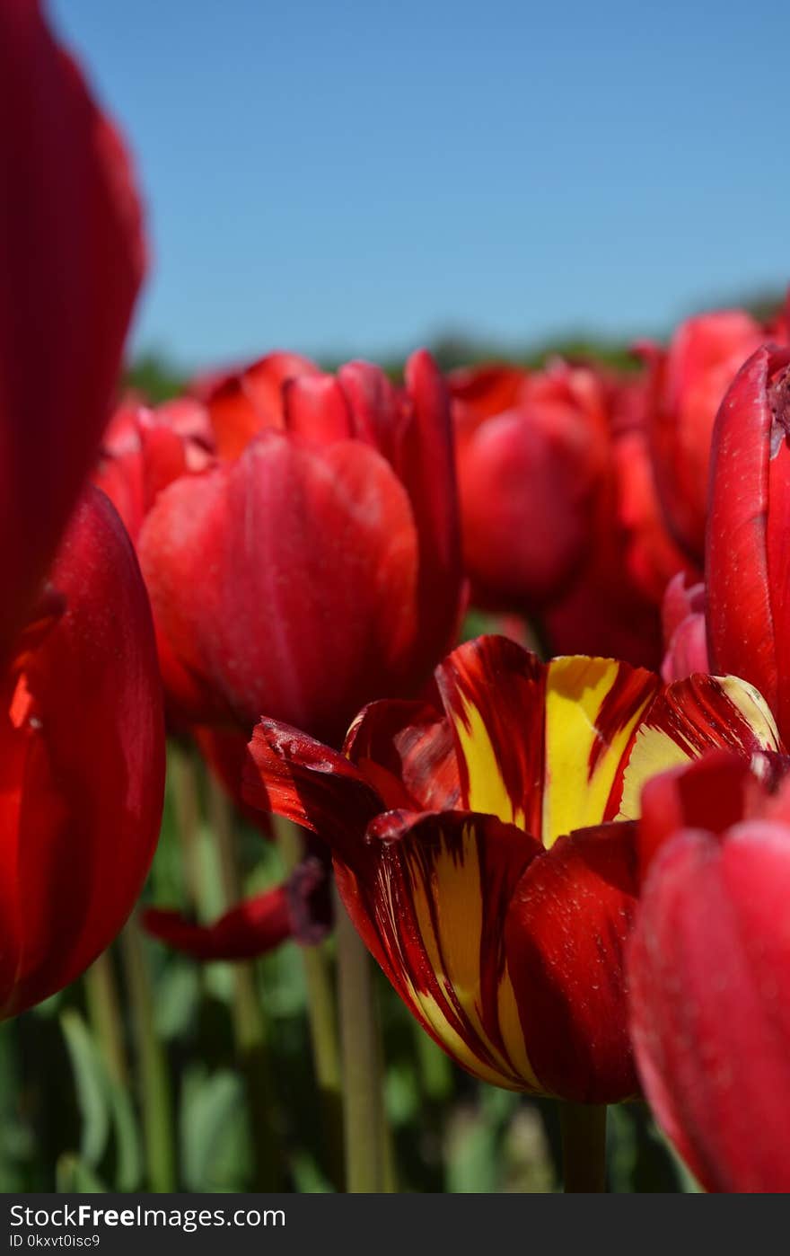 Flower, Flowering Plant, Tulip, Plant