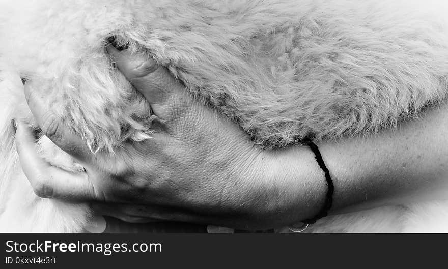 Black And White, Fur, Monochrome Photography, Nose