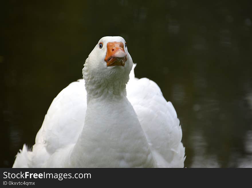 Water Bird, Bird, Beak, Ducks Geese And Swans