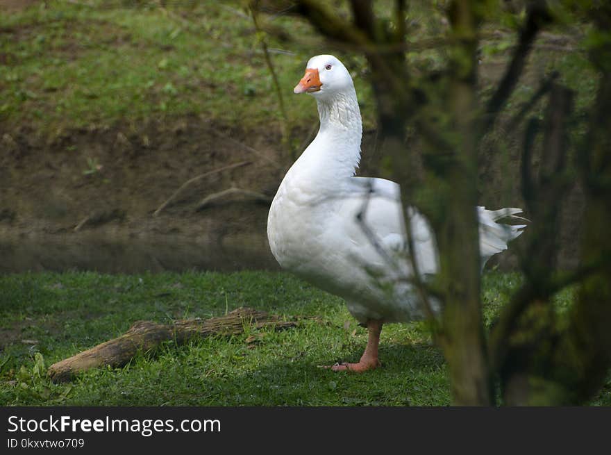 Bird, Water Bird, Goose, Ducks Geese And Swans