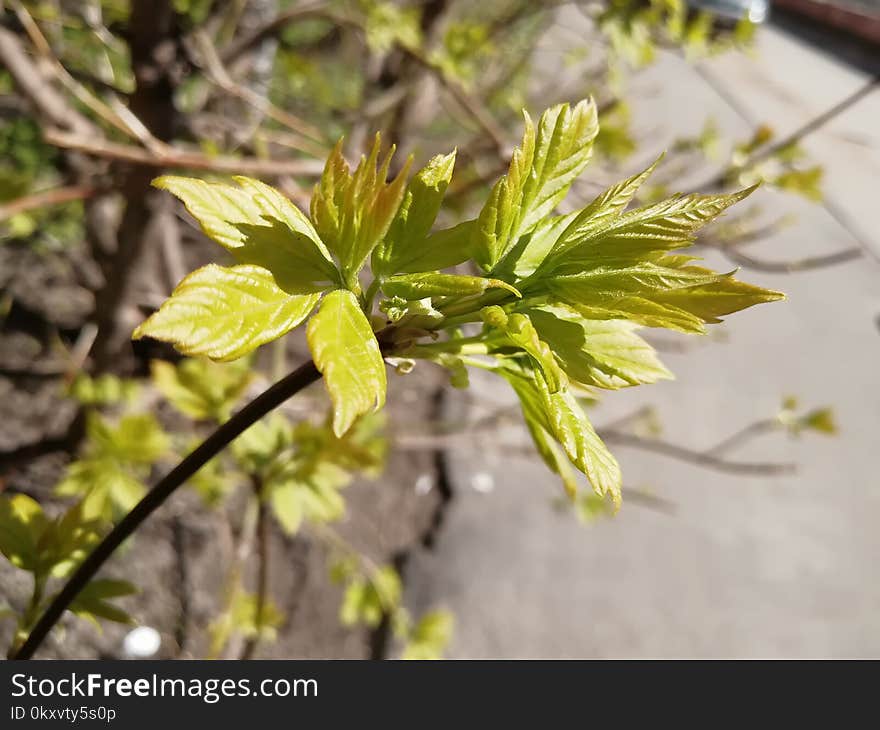 Plant, Leaf, Flora, Tree