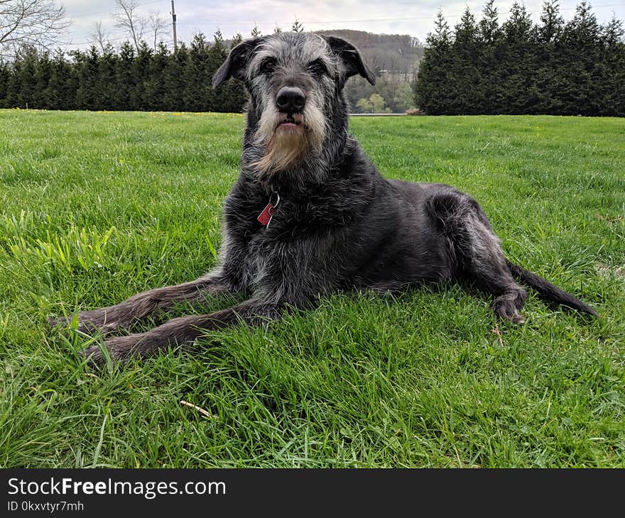 Dog, Dog Like Mammal, Dog Breed, Miniature Schnauzer