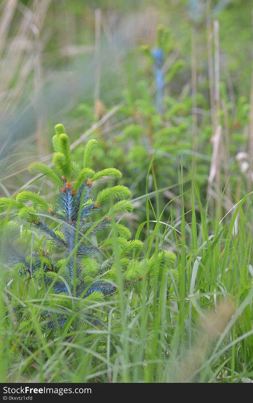 Vegetation, Plant, Flora, Leaf