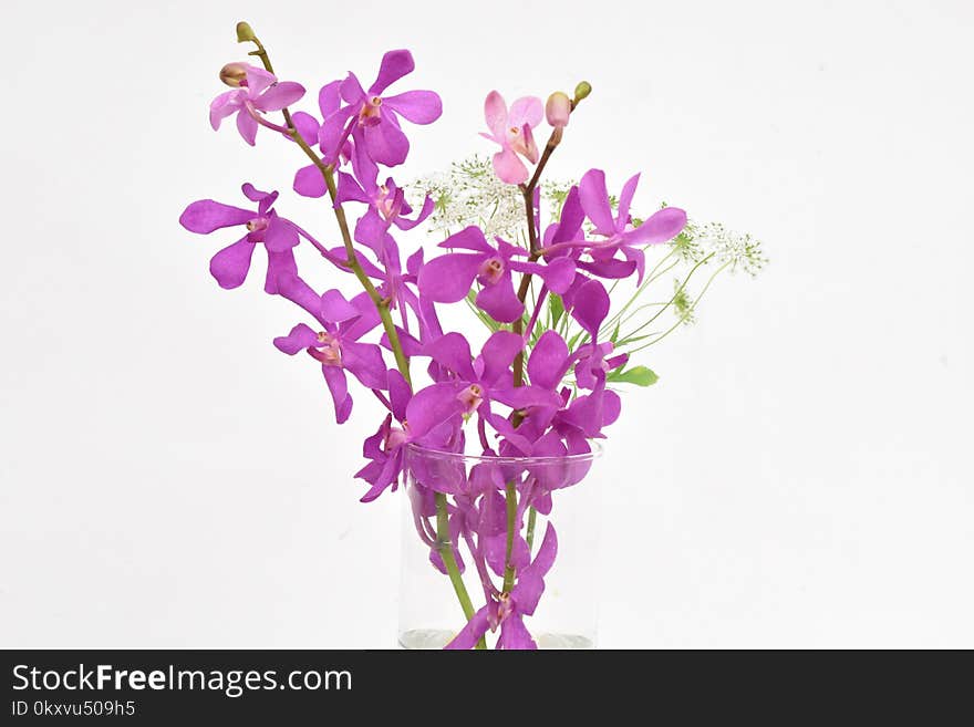 Flower, Purple, Cut Flowers, Plant