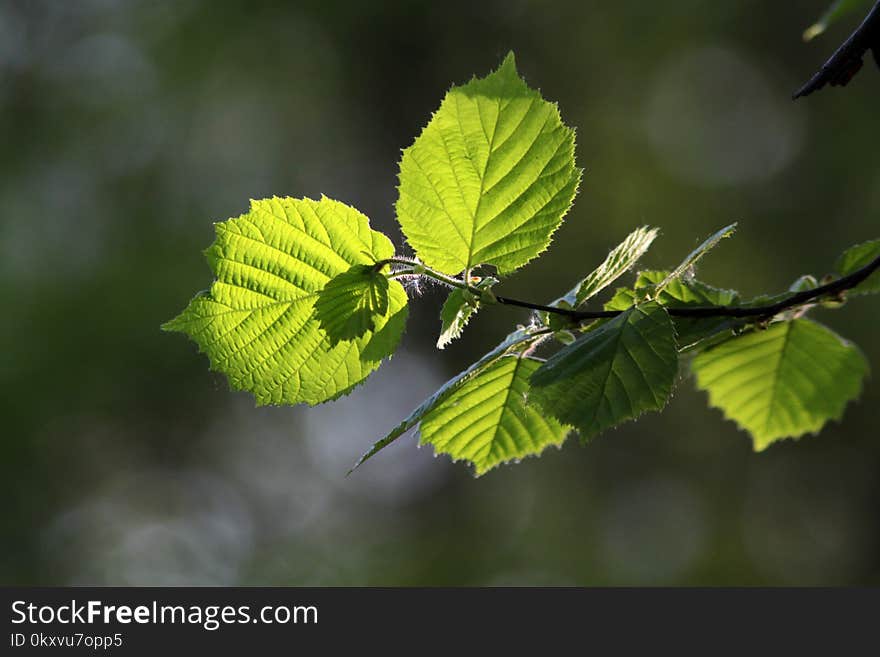 Leaf, Branch, Vegetation, Deciduous