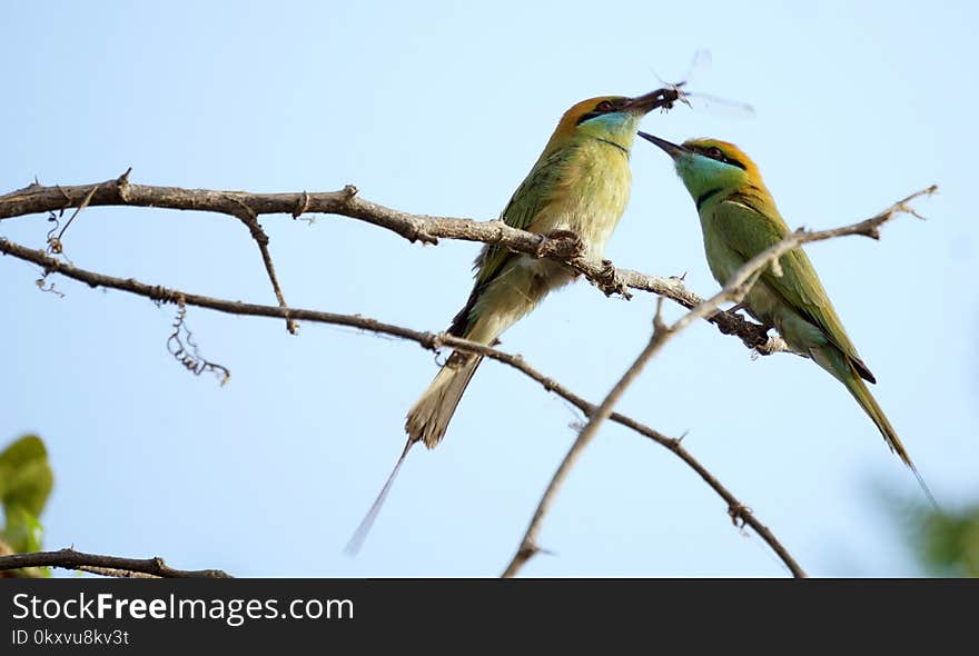 Bird, Fauna, Beak, Coraciiformes