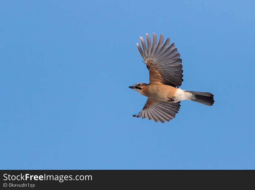 Bird, Fauna, Sky, Beak