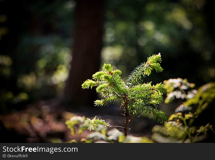 Vegetation, Flora, Branch, Leaf