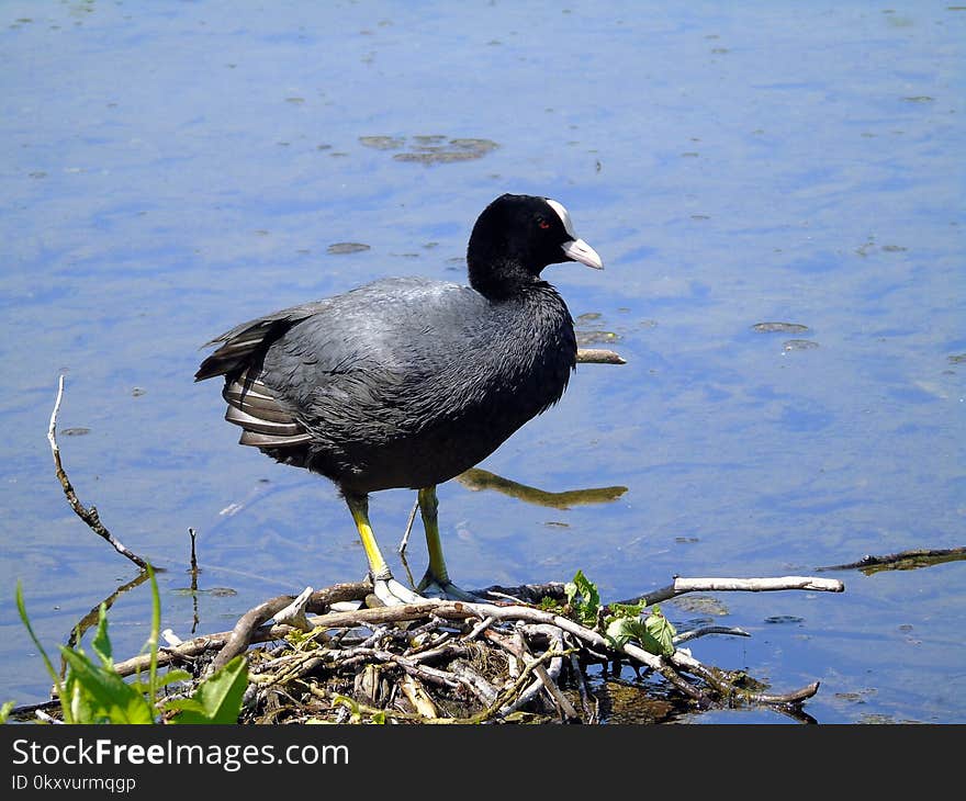 Bird, Fauna, Water, Beak