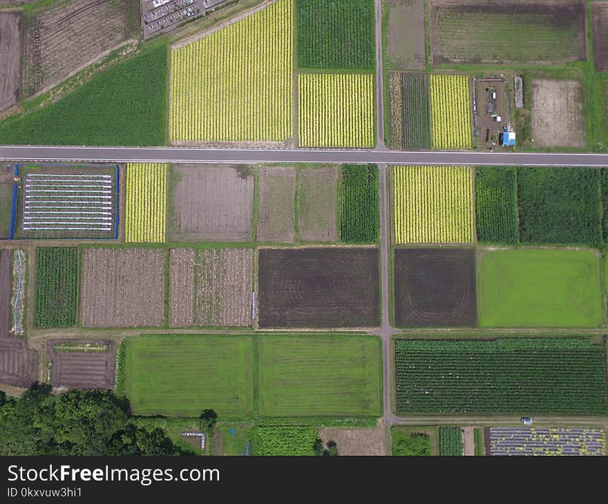 Green, Residential Area, Grass, Suburb