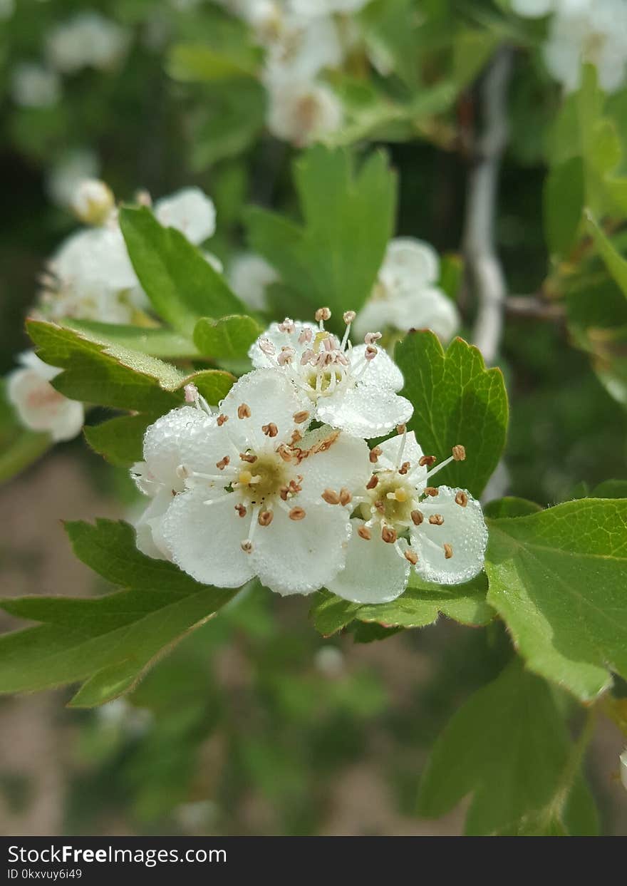 Hawthorn, Spring, Blossom, Viburnum