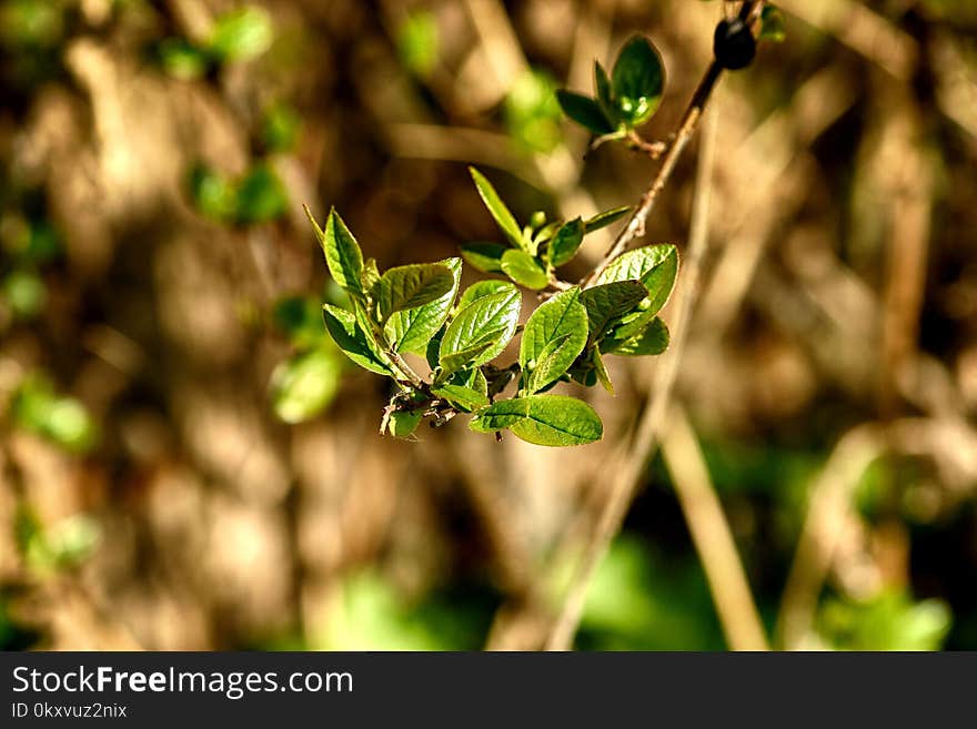 Leaf, Plant, Flora, Vegetation